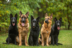 Black and brown German Shepherd dogs