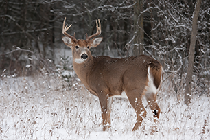 White tailed buck in the snowy forest.